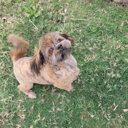 Shih Tzus from Shih Tzu puppy