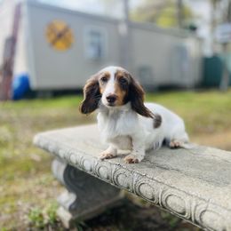 Rosie - Dapple female Dachshund puppy in Prairieville, Louisiana from Southern Barron Danes & Dachshunds
