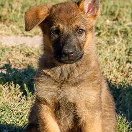 German Shepherd Puppies from Vom Haus Denfors K9