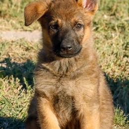 German Shepherd Puppies from Vom Haus Denfors K9
