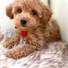 Emery - Red  male Poodle puppy in Gilbert, Arizona from My Poodle Bears