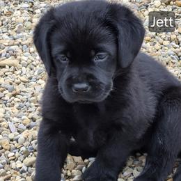 Jett - Black female Labrador Retriever puppy in Greenwich, Ohio from Pure Gem Kennel