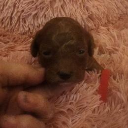 Mini Red Collar Girl - Red  female Goldendoodle puppy in Los Molinos Ca, California from Sunshine Sanctuary Doodles