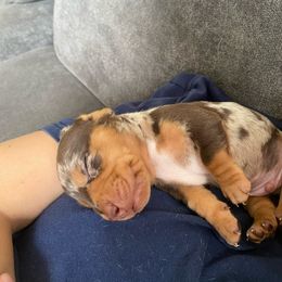 Dachshund Puppies from Over The Moon Dachshunds
