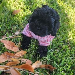 Cockapoo, Double Doodle, Goldendoodle, Poodle, and Shihpoo Puppies from Peace, Love, and Puppies at the Creek