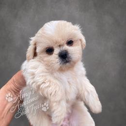 Shih Tzu Puppies from Amy’s Awesome Shih Tzus