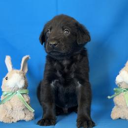 Mr Blue - Black male Labrador Retriever puppy in Overton, Nevada from Sinfully Sweet Kennel