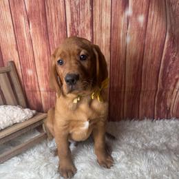 Yellow ribbon Male - Yellow male Labrador Retriever puppy in Newmanstown, Pennsylvania from Retrievers of Millbach