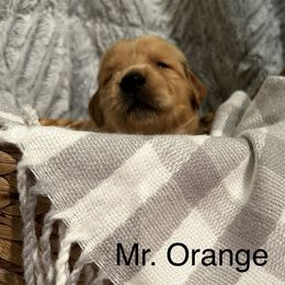Boy 4 - Golden Retriever puppy in Spokane Valley, Washington from Golden Beginnings