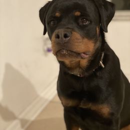 Rottweiler Puppies from Brooks Rottweilers