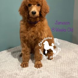 Poodle Puppies from Charleston Reds Standard Poodles