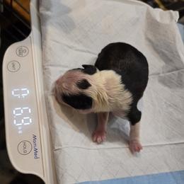 Girl 3 - Black and white female Boston Terrier puppy in Millers Creek, North Carolina from Tumbling Shoals Hilltop Bostons