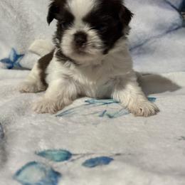 Maggie - Liver and white female Shih Tzu puppy in Sharon, Pennsylvania from Keystone Danes and Shih tzus