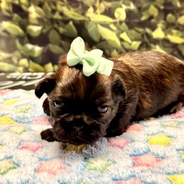 Dash - Brindle male Shih Tzu puppy in Mesa, Arizona from House of Zen Shihtzus