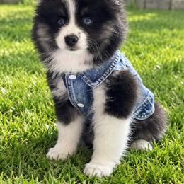 Pomsky Puppies from My Pomsky Palace