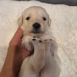 Baby girl Orange - Light golden female Golden Retriever puppy in Clarksville, Tennessee from 255 Goldens