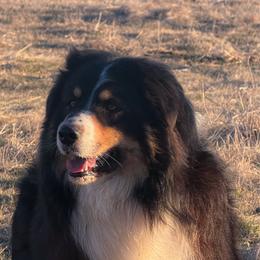 Bodie - Australian Shepherd