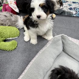 Assorted Doodle Crosses, Aussiedoodle, and Australian Shepherd Puppies from Junipersdoodles