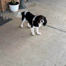 Kobe - Cavalier King Charles Spaniel