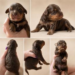 Boy 3, Buckeye - Phantom male Bernedoodle puppy in Delphos, Ohio from Route 66 Poodles & Doodles, Sapphire Shih-tzu's of Ohio