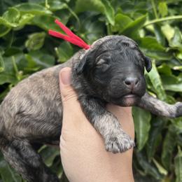 Morel - Brindle male Poodle puppy in Arroyo Grande, California from Ever So Clever Poodles
