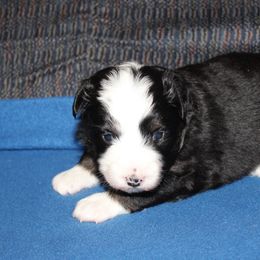 Windy - Black tri female Miniature American Shepherd puppy in Hillsdale, Michigan from Faithwalk Aussies and Mini American Shepherds