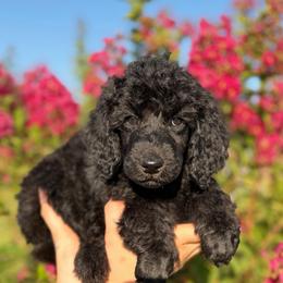 Rosie - Black female Poodle puppy in Midwest City, Oklahoma from Strawberry Hill Puppy Patch