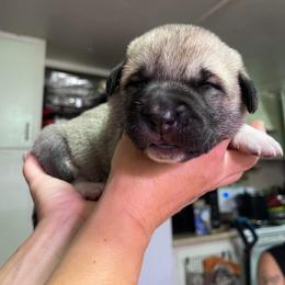 Anatolian Shepherd Dog Puppies from T&S Anatolians