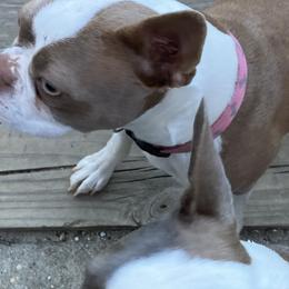 Boston Terrier All Grown Up from Nettles Nuggets