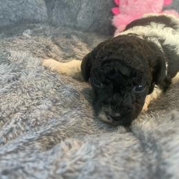 Bindi - Parti female Poodle puppy in Bee Branch, Arkansas from Scroggins Creek Doodles