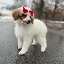 Pudding - Parti female Poodle puppy in Greeneville, Tennessee from Smokey Mountain Sheepadoodles