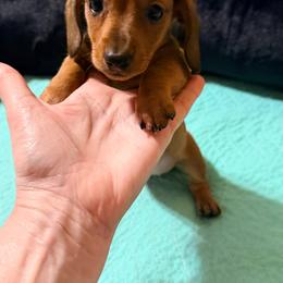 Daizy Mae - Red female Dachshund puppy in Fayetteville, North Carolina from Army of Dachshunds