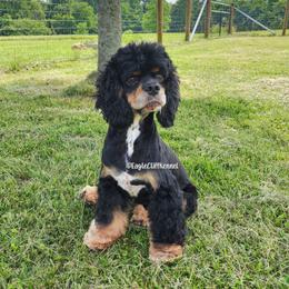 Jasper - Cocker Spaniel