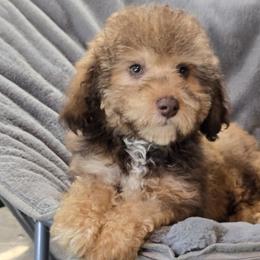 Sina - Sable female Aussiedoodle puppy in Cleveland, Georgia from Jam's Doodles And Poodles