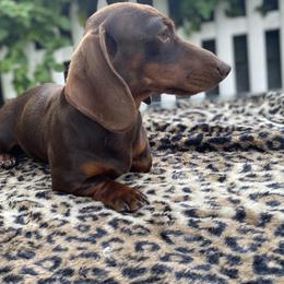 Jelly - Dachshund