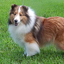 Shetland Sheepdog All Grown Up from mvshelties