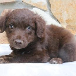 Nani - Red tri-color female Australian Shepherd puppy in Macon, Georgia from Shaina’s Shepherds