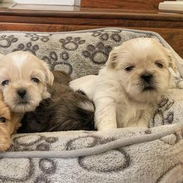 Shih Tzus from Kerbey's Shih Tzus