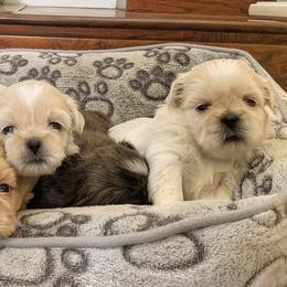 Shih Tzus from Kerbey's Shih Tzus