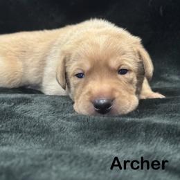 Archer - Yellow male Labrador Retriever puppy in Tigard, Oregon from Morrison Labrador Retreivers