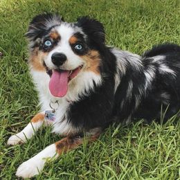 Miniature Australian Shepherds from Hurtado’s Miniature Aussies