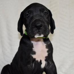Basil Hayden - Black and white female Great Dane puppy in Chapmansboro, Tennessee from Balthrop Bend Farms