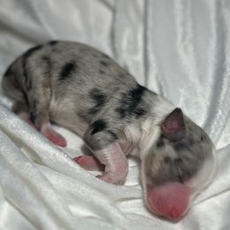 Bruno - Blue merle male Miniature Australian Shepherd puppy in Visalia, California from Furrever.Mini.Aussies.llc