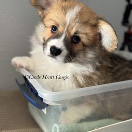 Red Collar Male - Red male Pembroke Welsh Corgi puppy in Anza, California from Circle Heart Corgis