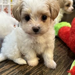 Maltipoos from Cleveland's Poodles