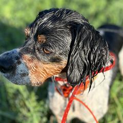 Jill - French Brittany