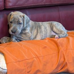 Sweet Baby - Blue brindle female Great Dane puppy in Turon, Kansas from RCM Great Danes
