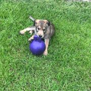 Berger Picard Puppies from Stargazer Berger Picards