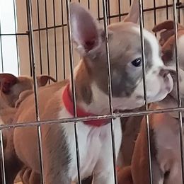 Boston Terriers from Border Boston Farm