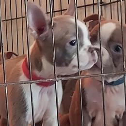 Boston Terriers from Border Boston Farm